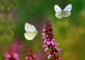 Two white painted butterflies fly over purple flowers in a summer sunny meadow Royalty Free Stock Photo