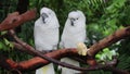 Two white parrots looking at the camera