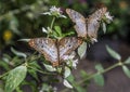 Two white peacock butterflies resting on flowers