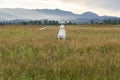 Two white pedigree dogs walk in the field