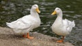 Two White Pekin Ducks Perching