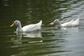 Two White Pekin Ducks in a pond