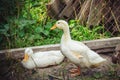 Two white Peking ducks in a poultry farm in summer day Royalty Free Stock Photo