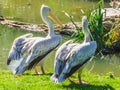 Two white pelican birds together standing on the riverside staring at the water Royalty Free Stock Photo