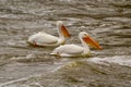 Two White Pelicans amid Dark Waves Royalty Free Stock Photo