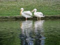 Two white pelicans on the bank of the canal on a blurred background of a green lawn Royalty Free Stock Photo