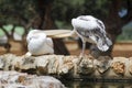 Two white pelicans Royalty Free Stock Photo