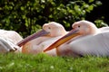 Two white pelicans are on the green grass Royalty Free Stock Photo