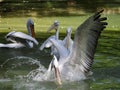 Two white pelicans on the ground Royalty Free Stock Photo