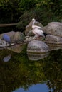 Two white pelicans are on large stones on the river bank in the park in springtime. Royalty Free Stock Photo