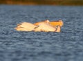 Two white pelicans lie on the water Royalty Free Stock Photo