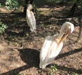 Two white pelicans in the park Royalty Free Stock Photo