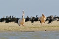 Two white pelicans rest on the shore Royalty Free Stock Photo