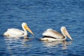 Pair of white pelicans swimming in a lake Royalty Free Stock Photo