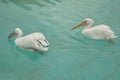 Two White Pelicans Swimming in a Pool Royalty Free Stock Photo