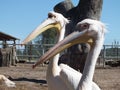 Two white pelicans Royalty Free Stock Photo