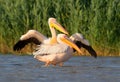 Two white pelicans in the water Royalty Free Stock Photo