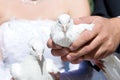 Two white pigeons Royalty Free Stock Photo