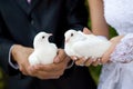 Two white pigeons