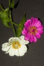 two white and pink flower stalks with a black background