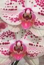 Two white and pink spotted orchids Royalty Free Stock Photo