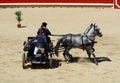 Two white plow horses with your car.