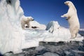 Two white polar bears