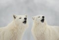 two white polar howling wolves against the backdrop of winter forest Royalty Free Stock Photo