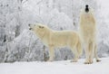 two white polar howling wolves against the backdrop of winter forest Royalty Free Stock Photo