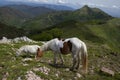 two white ponies eat grass in the mountains