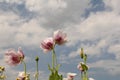 Two white poppies with a blue sky with clouds in summer Royalty Free Stock Photo