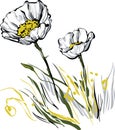 Two white poppy