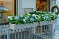 Two white flowerpots with decorative green vegetation and flowers on the fence rods at the glass window in the street Royalty Free Stock Photo