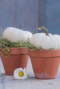 White pumpkin baby boo and daisy in a ceramic pot