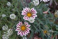 Two white and purple flowers of Gazania rigens Big Kiss White Flame in October Royalty Free Stock Photo