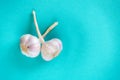 Two white and purple garlic heads close-up Royalty Free Stock Photo