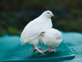 Two white quails male and female