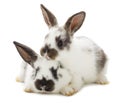 Two white rabbits Royalty Free Stock Photo