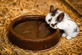 Two White Rabbits Drinking Water From Baked Clay Disc. selective focus on the rabbit