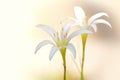 Two white rain Lily flowers