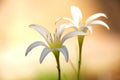 Two white rain Lily flowers