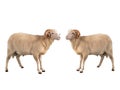 Two white ram isolated Royalty Free Stock Photo