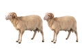 two white ram isolated on white Royalty Free Stock Photo