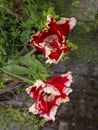Two White and Red Flaming Parrot Tulips in the Garden