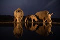 Two white rhino families drinking from a pond at night Royalty Free Stock Photo