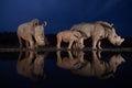 Two white rhino families standing at a water hole during the blue hour Royalty Free Stock Photo