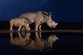 Two white rhino families standing at a water hole during the blue hour Royalty Free Stock Photo