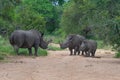 Two White Rhino family having a tussle in a riverbed Royalty Free Stock Photo