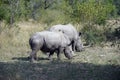 Two white Rhino in the wilderness of Africa Royalty Free Stock Photo