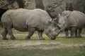 Two white rhinoceros with big horns Royalty Free Stock Photo